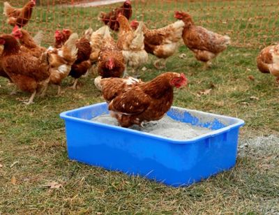 82cCRWcAqK0emaT1764326476