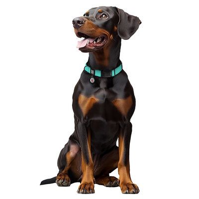 WAUDOG Waterproof Hundhalsband Magnetiskts lås Tiffany