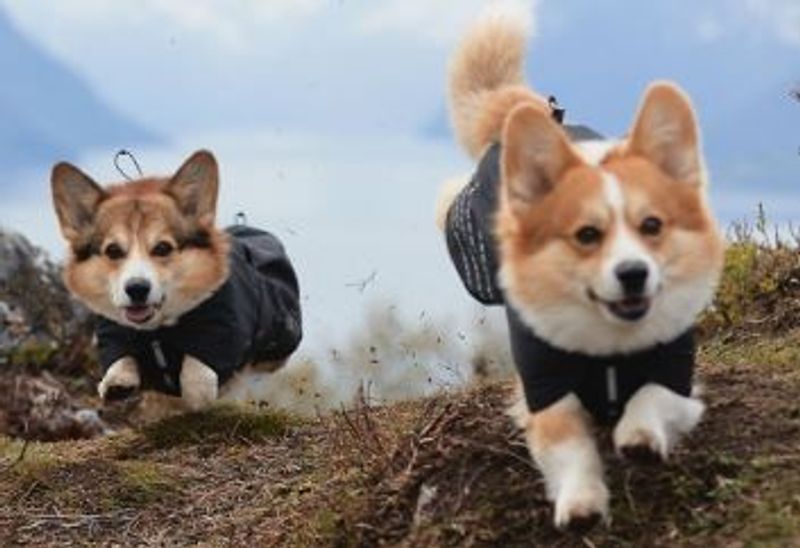 Non-Stop Fjord Raincoat Lila