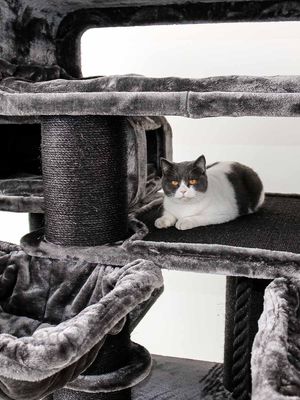 Klösträd Norwegian 200