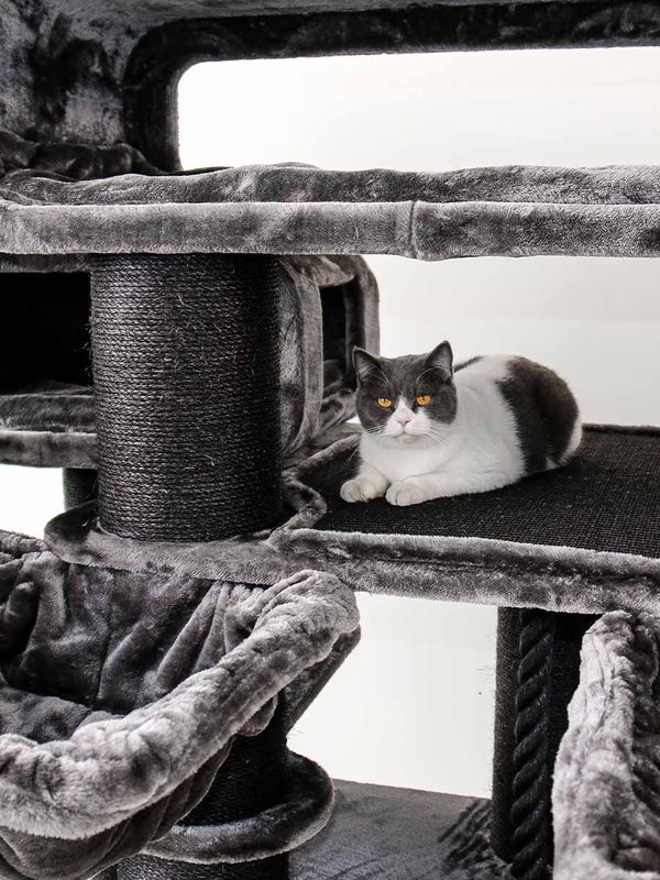 Klösträd Norwegian 200