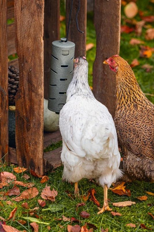 Snacksrulle för Höns Återvunnen plast