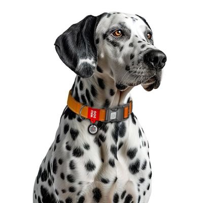 WAUDOG Mono Hundhalsband Reflex med Smart-ID bricka Orange