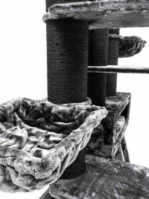 Klösträd Siberian 200