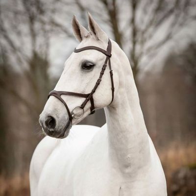 Träns Knights Arthur