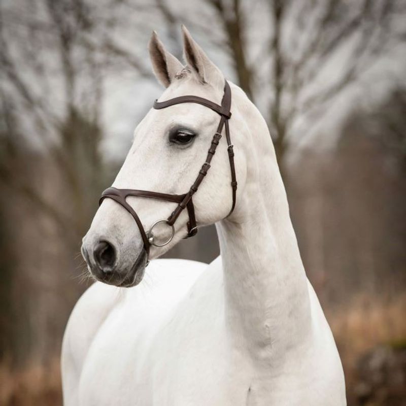 Träns Knights Arthur