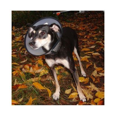 EYkFGgehe4X9Itl1764326849