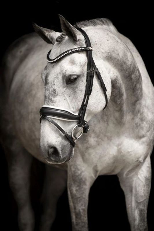 Lippo Träns Integro Grande (Svart/vit Cob)