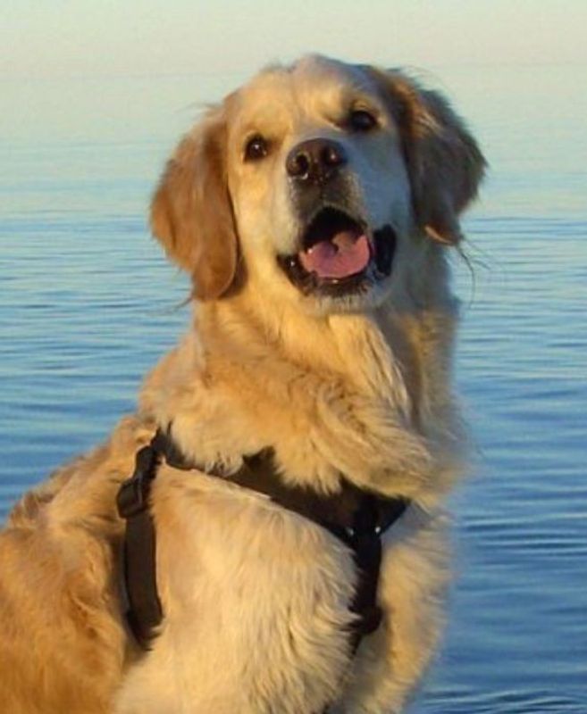 VGW Bälte Gå Fint Sele Svart