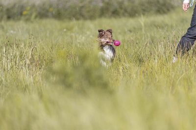Soft & Strong boll med rem TPR rosa