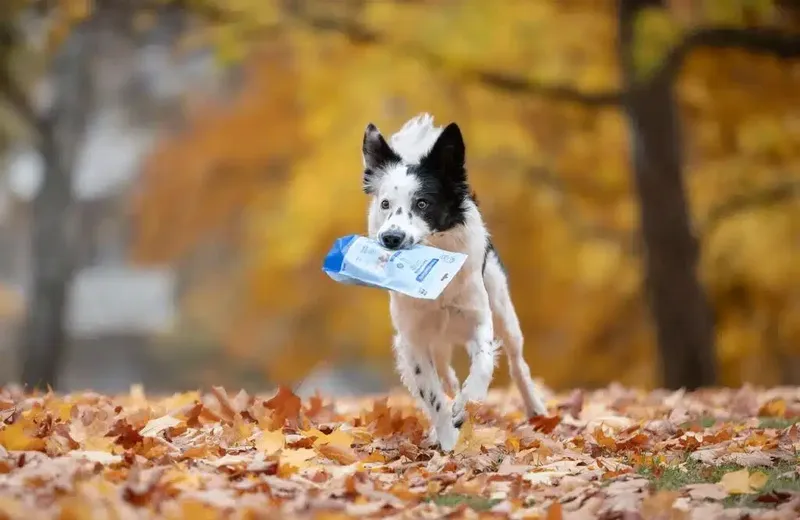 Buddy Freeze-dried Treats Raw Turkey & Fish 100g