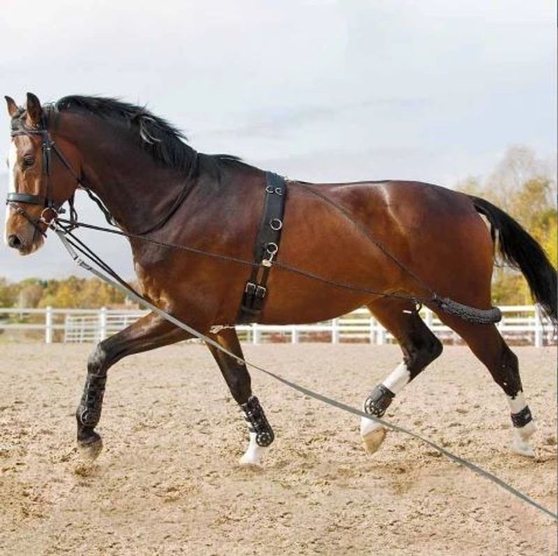 Longeringssystem Cob/Full