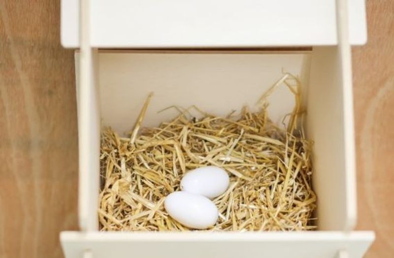 Redägg Höns 2-Pack