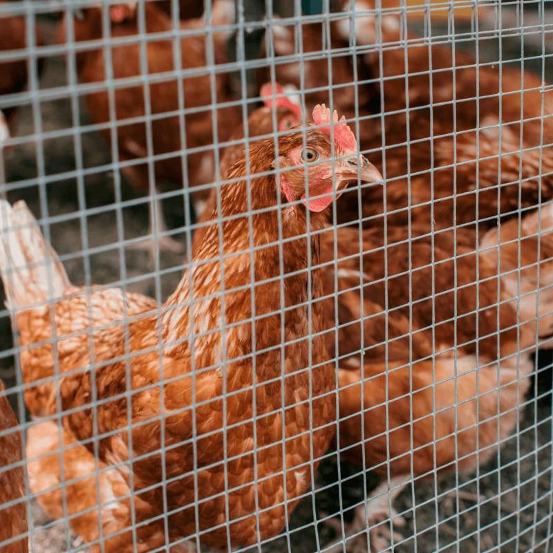 Svetsat Putsnät Fyrkantsnät 25m