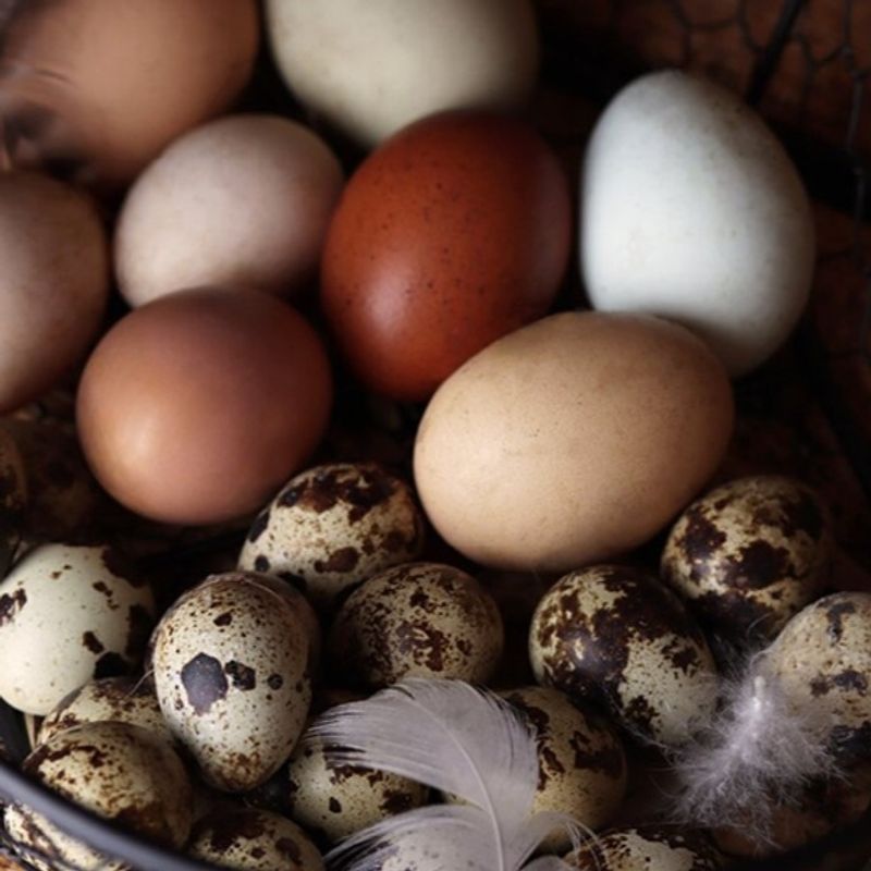 Äggkläckning - vårens roligaste intresse