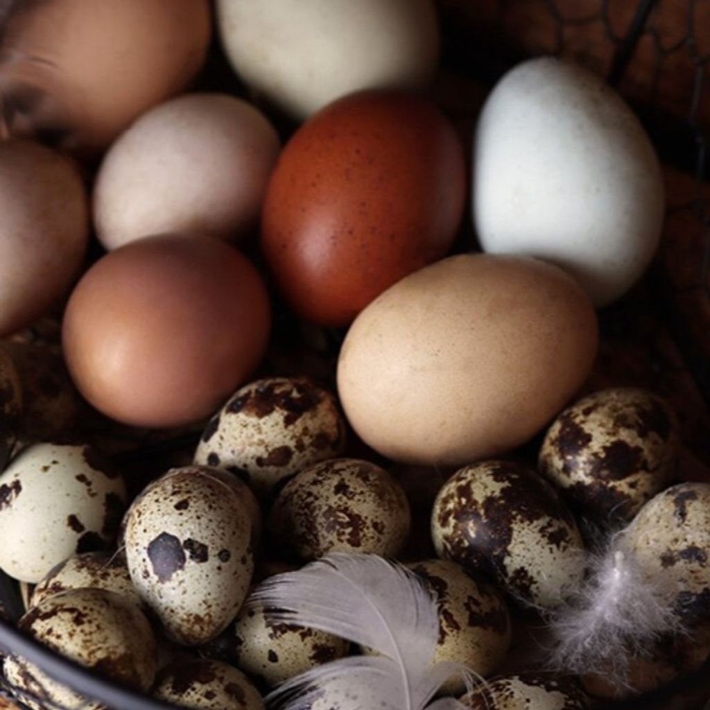 Äggkläckning - vårens roligaste intresse