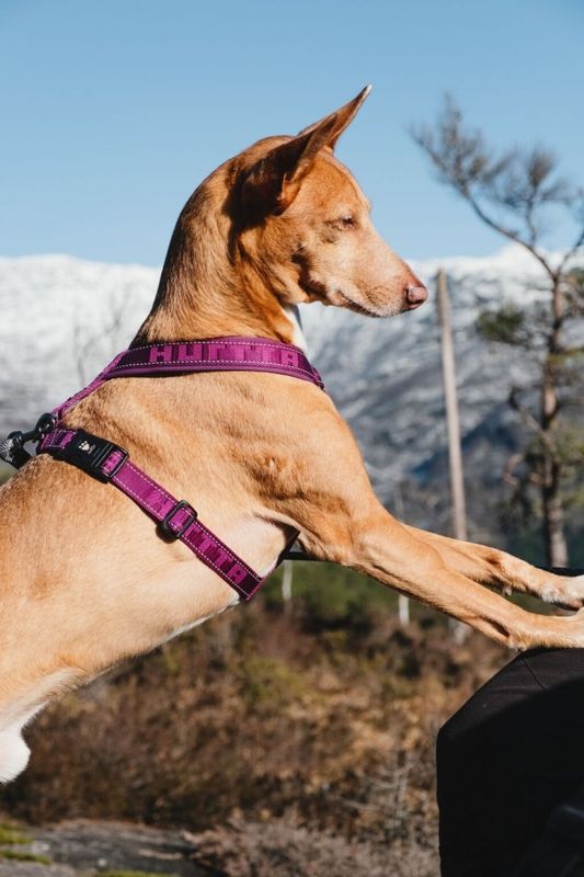 Hurtta Casual Vadderad Y-Sele Ljung