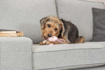 Kanin, tyg/plysch, 24 cm