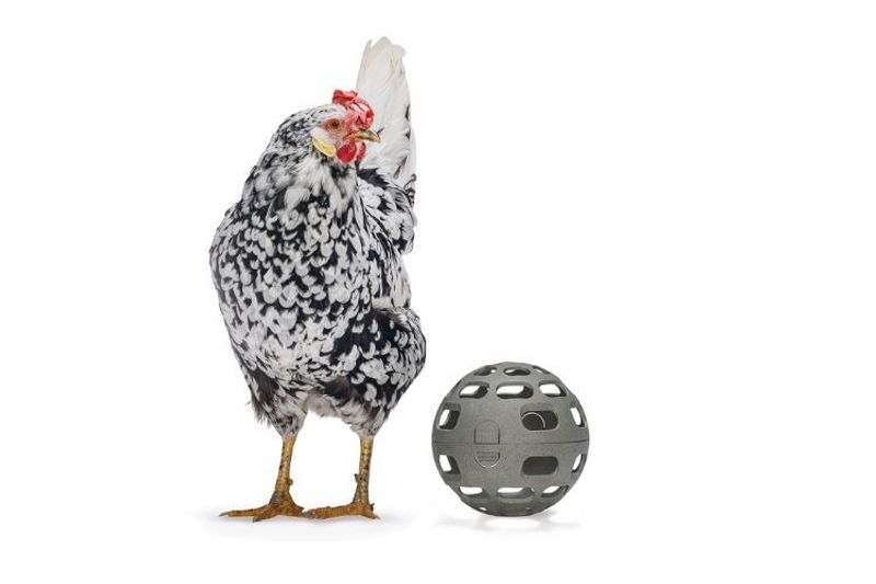 Snacksboll för Höns Återvunnen plast