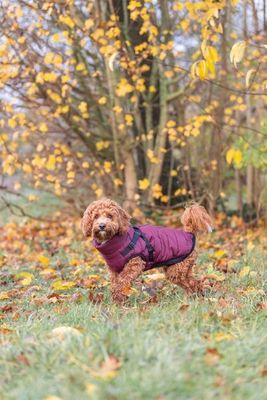 Vintertäcke med sele Pirou (Sangria)