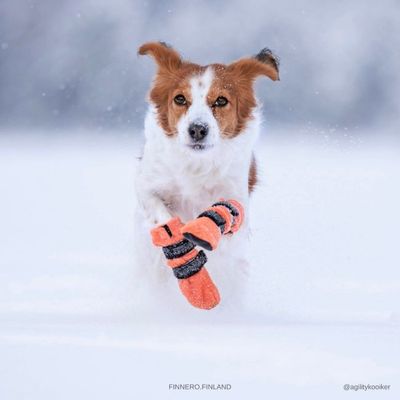 Finnero Hundsko HALLA