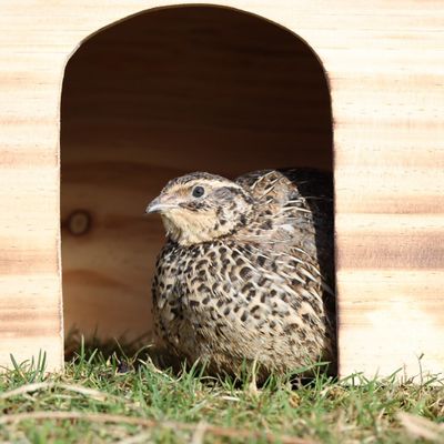 Jl4brqaotZGHanf1764324755