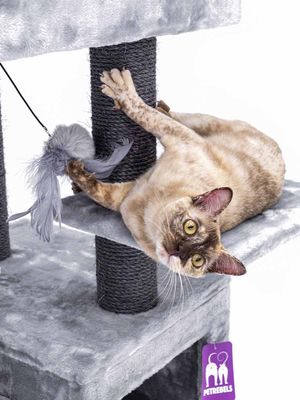 Klösträd Cleopatra 134