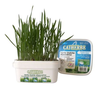 Kattgräs i låda Muzo