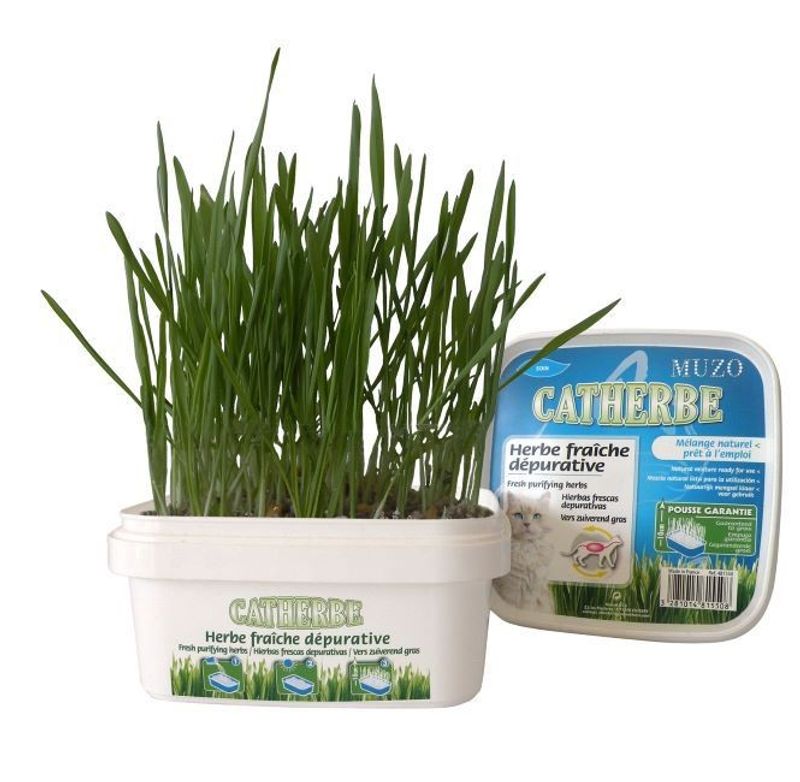 Kattgräs i låda Muzo