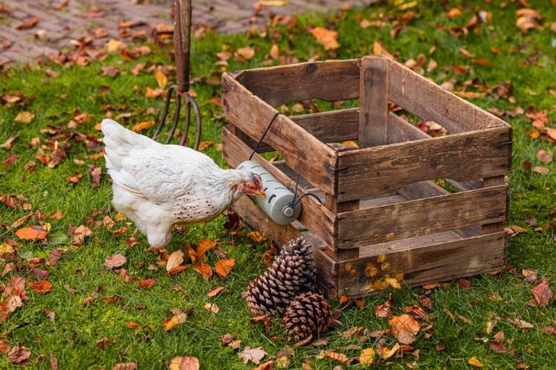 Snacksrulle för Höns Återvunnen plast