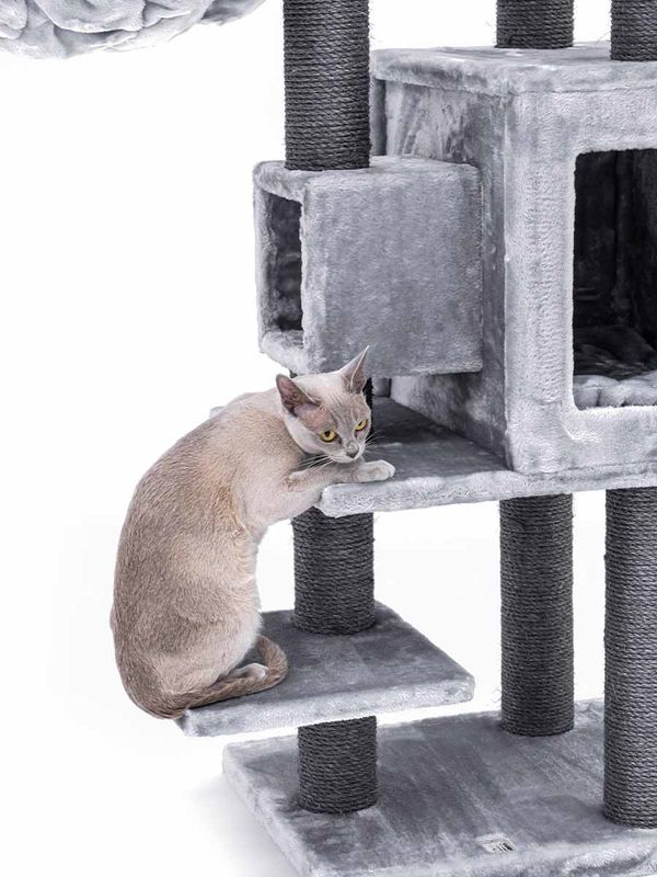 Klösträd Cleopatra 134