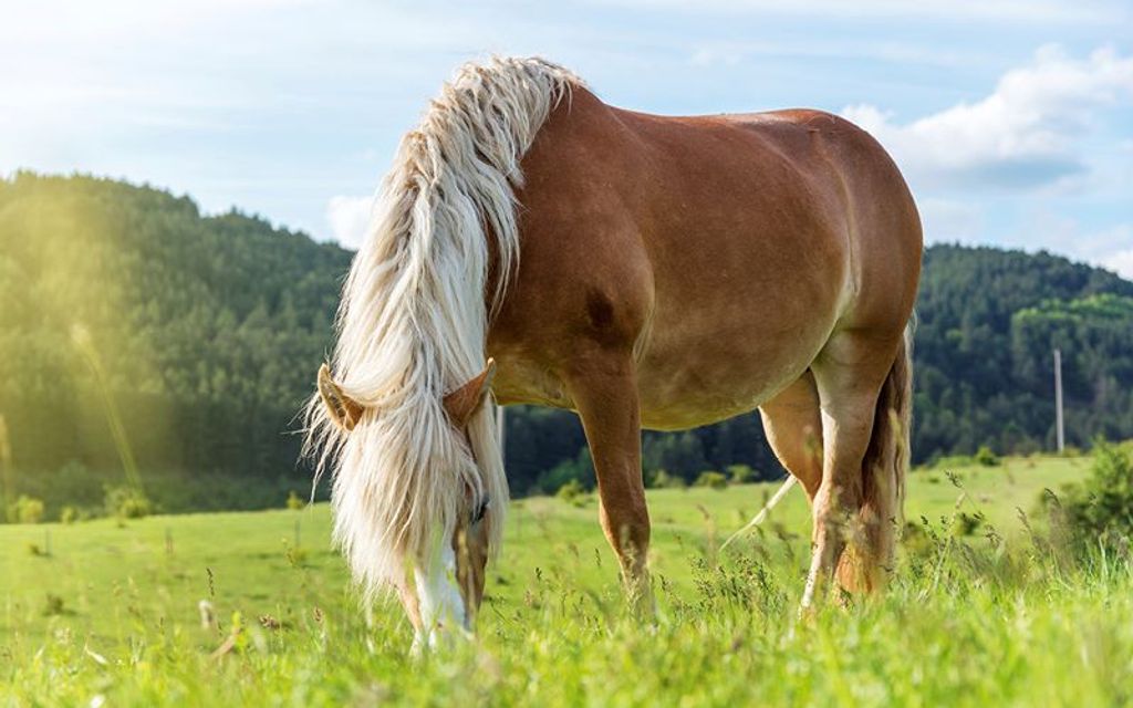 Flugmedel för hästens sommarplågor