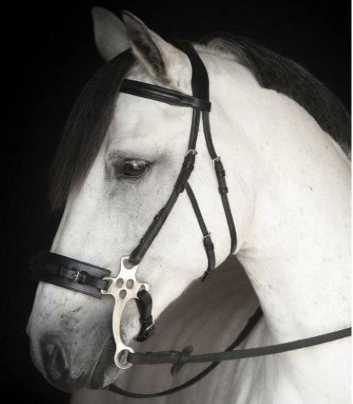 Lippo Chester Träns för hackamore