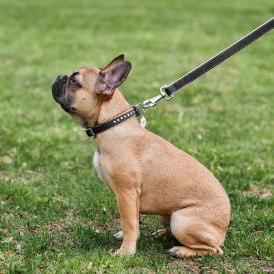 WAUDOG Soft Hundkoppel Läder Svart