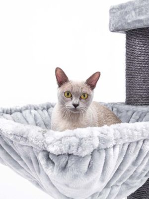 Klösträd Ramses 158