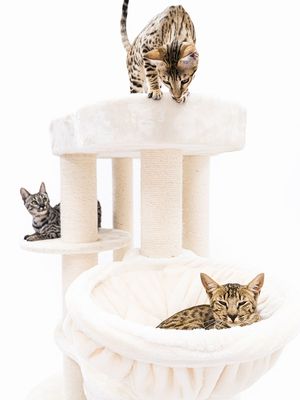 Klösträd Isabella 170