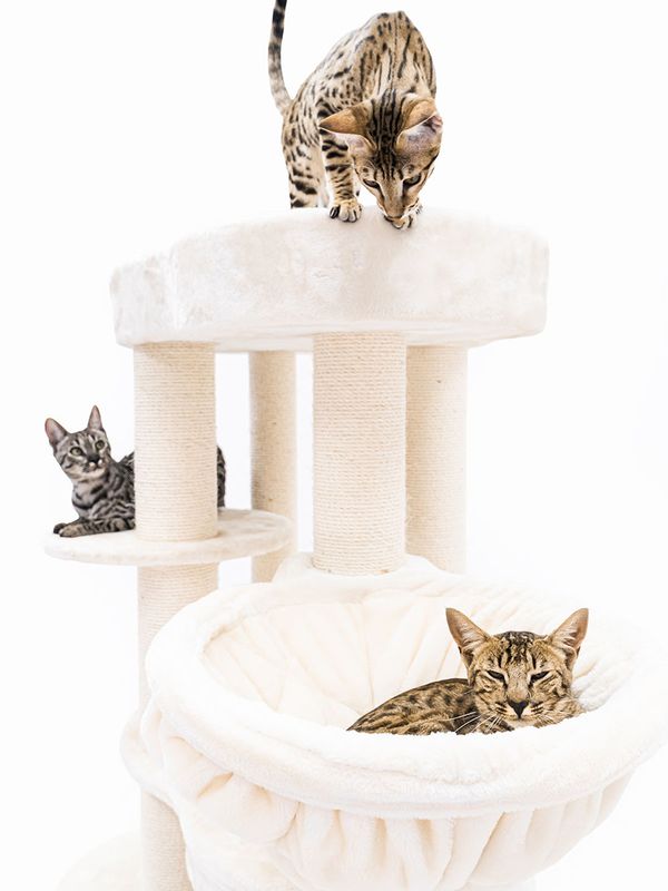 Klösträd Isabella 170