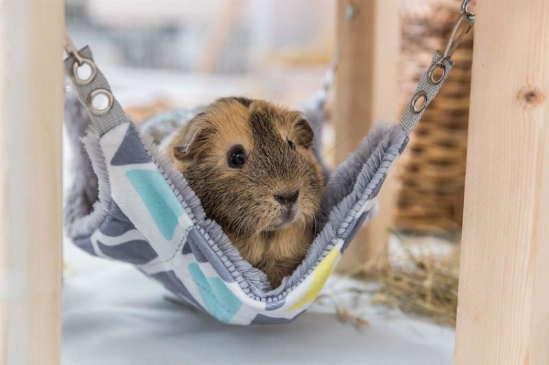 Sunny Plattform med hammock 28x24x28 cm