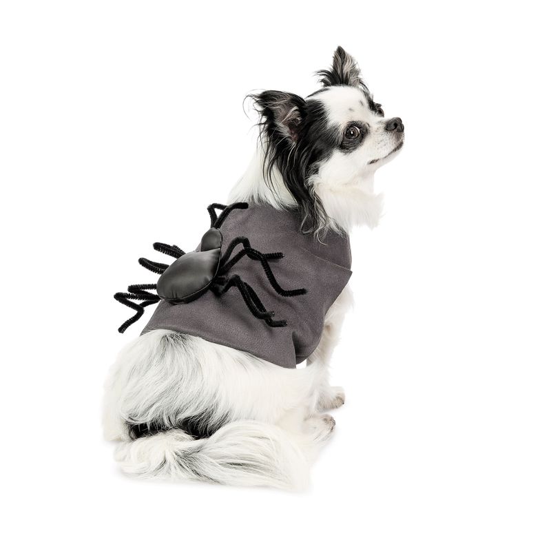 Spindelben till Hund