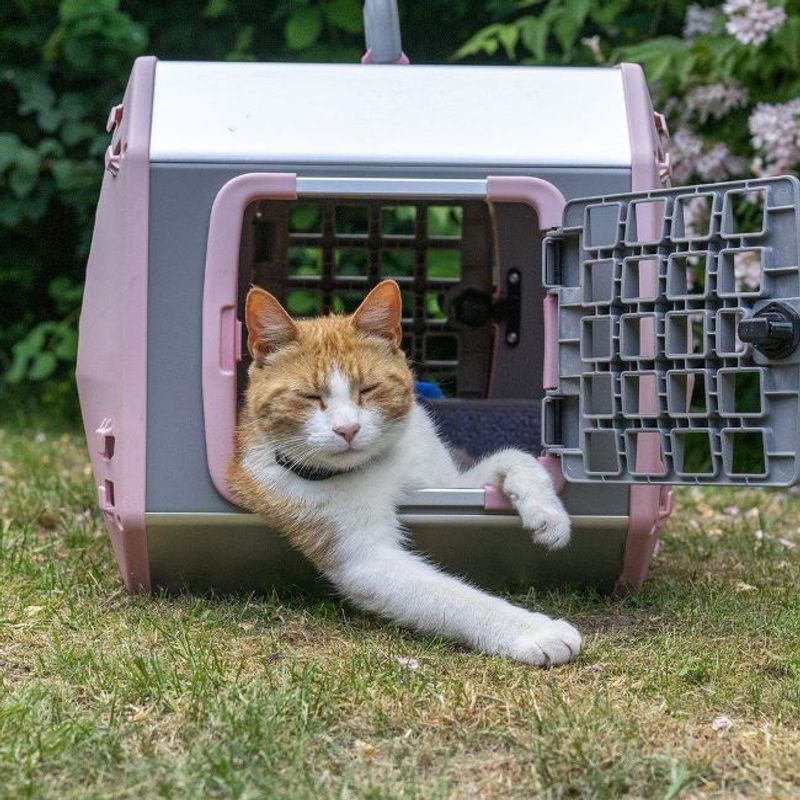 Mim Hundbur Care2 Large Rosa