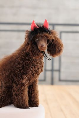 Djävulshorn till Hund Röd