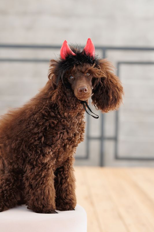 Djävulshorn till Hund Röd