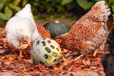 Snacksboll för Höns Återvunnen plast
