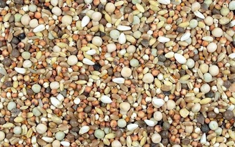 Oxéna Duvfoder Rasduva 14kg