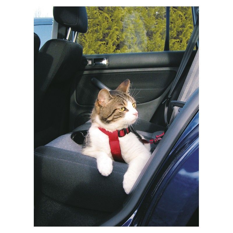 Bilsele Katt 20-50 cm