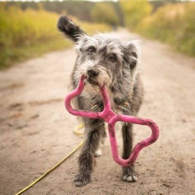 Fiboone Dragkampsleksak