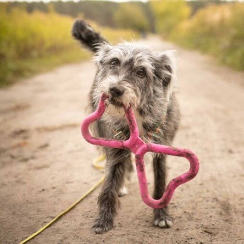 Fiboone Dragkampsleksak