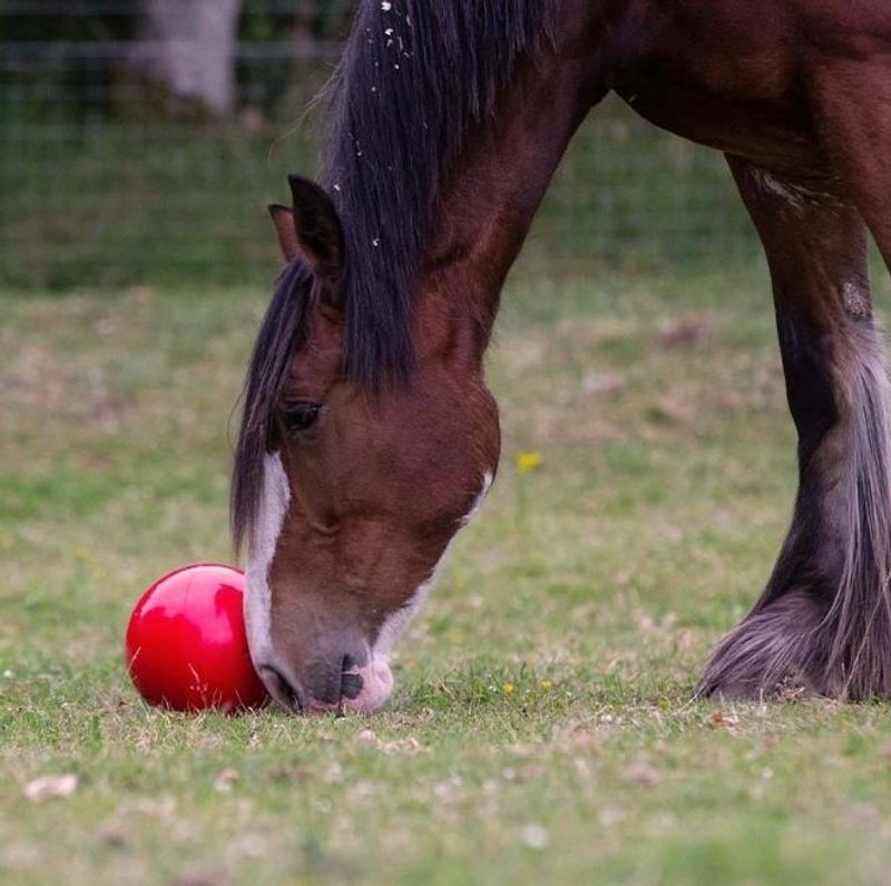 Likit Snak-a-Ball (Röd)
