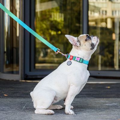 WAUDOG Hundhalsband Återvunnen Nylon med Smart ID-bricka Skiftande