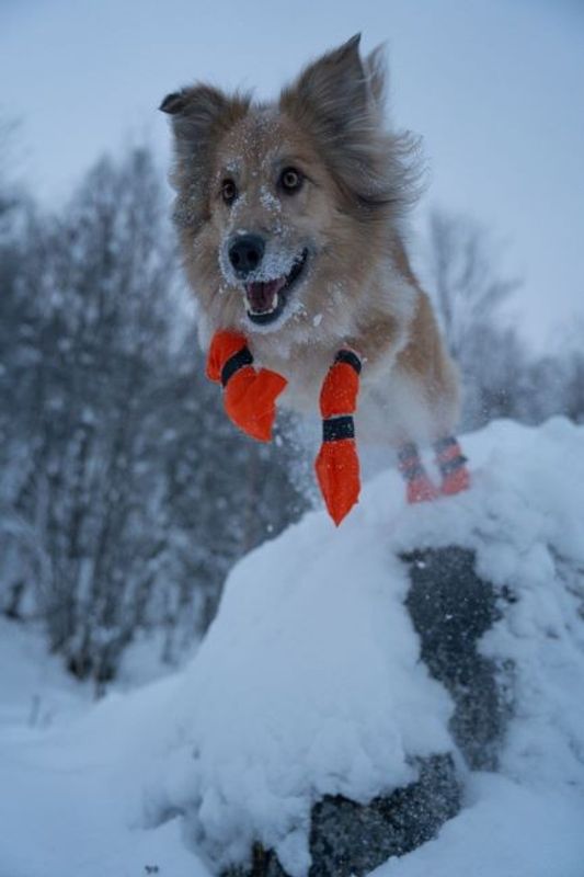 Non-Stop Contact bootie high, unisex, orange, 4pk